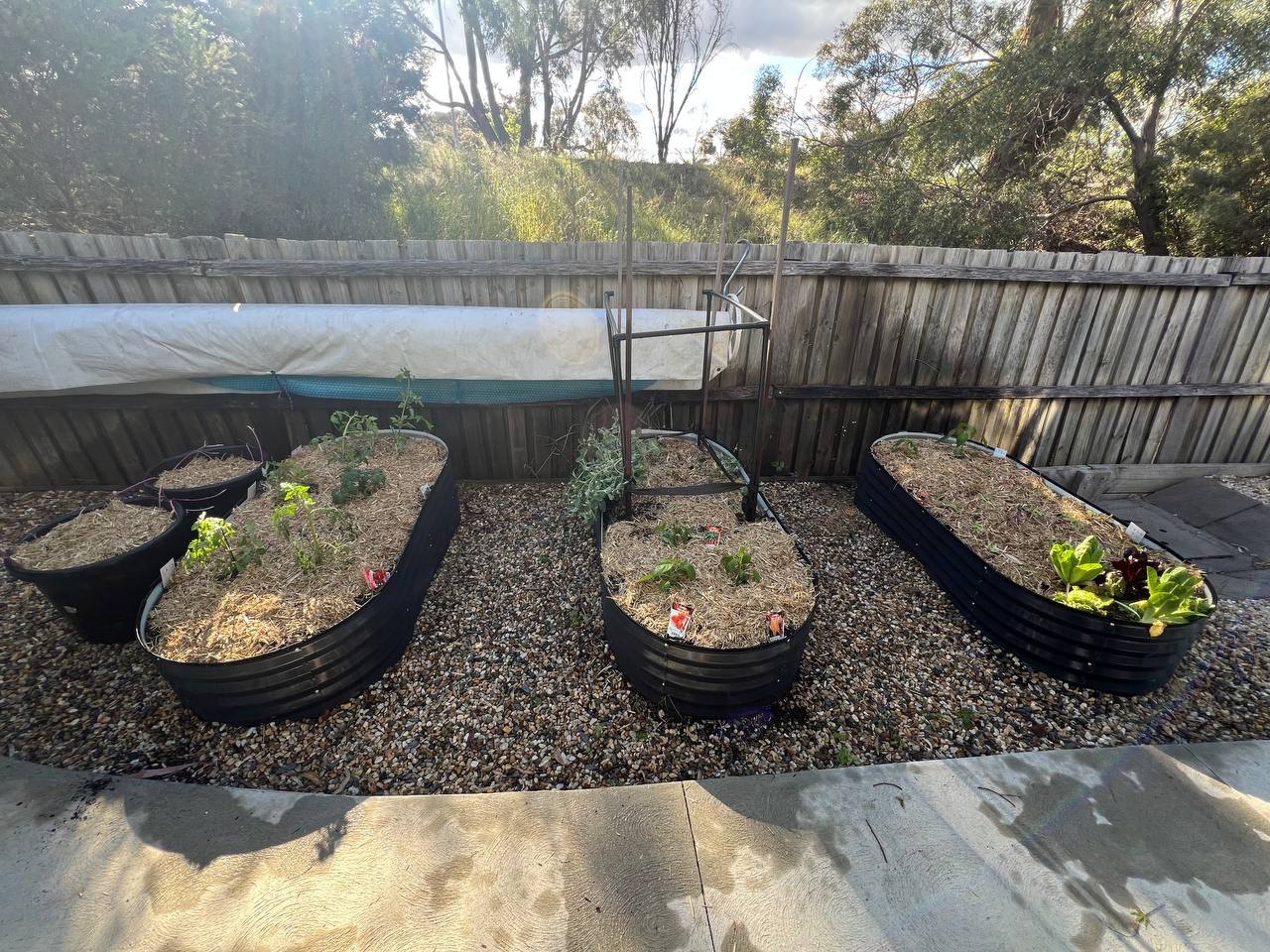 The garden in mid-October: three raised beds, sugarcane mulch, and the pea trellis