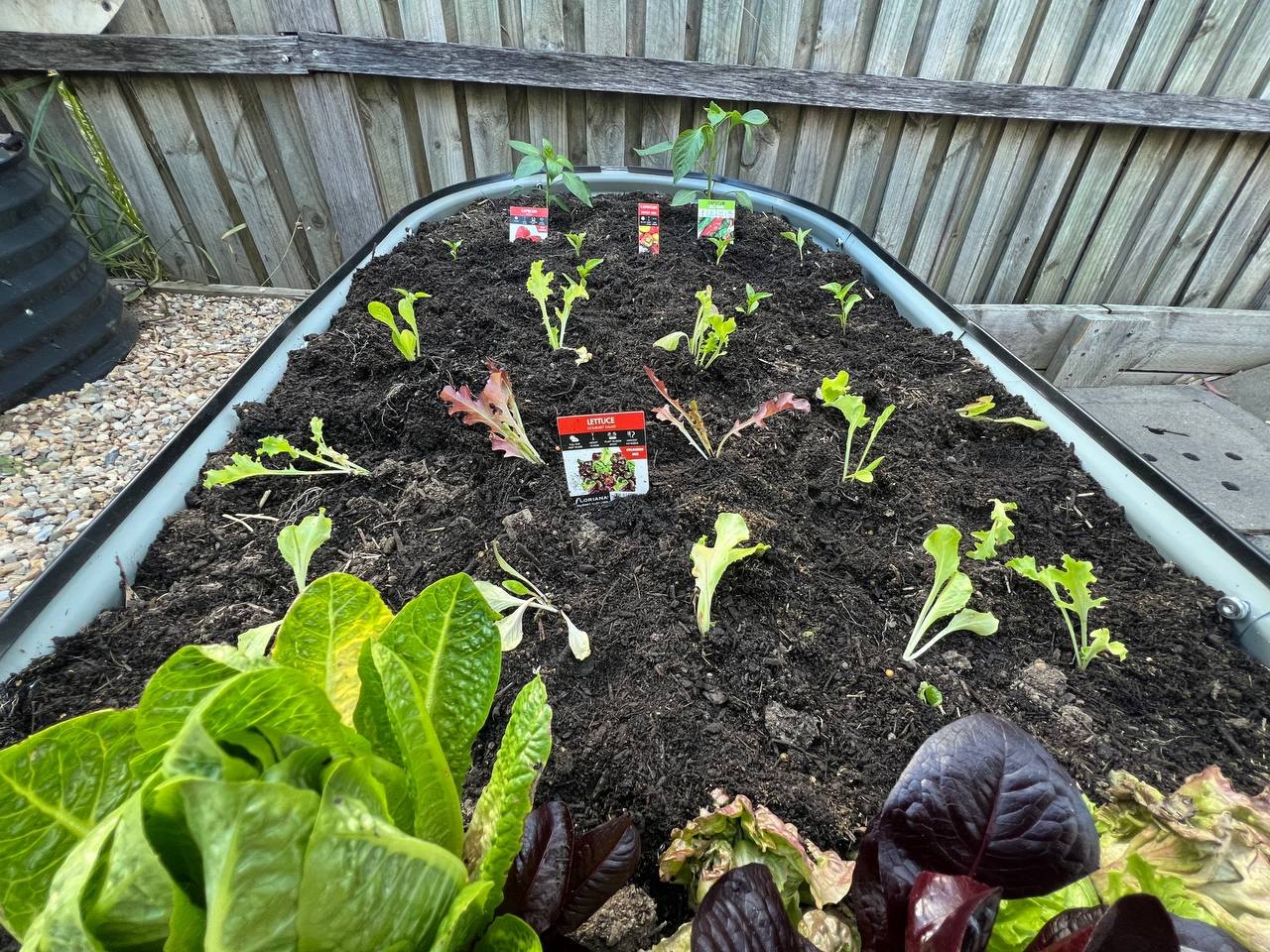 The lettuce bed, still producing from winter