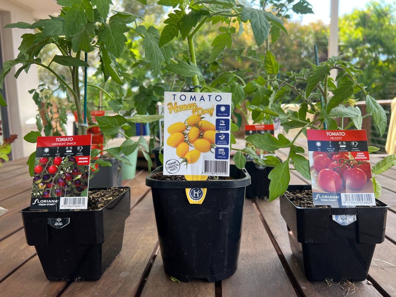 Three more potted tomatoes: Midnight Snack, Honey Drop, and Trussty