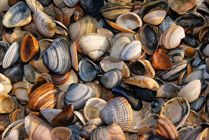 Seashells scattered across sand, a visual nod to ShellGPT in the terminal